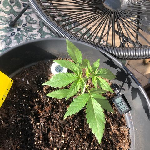 Watermelon Candy Automatic growlog timeline photo
