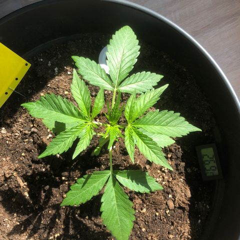 Watermelon Candy Automatic growlog timeline photo