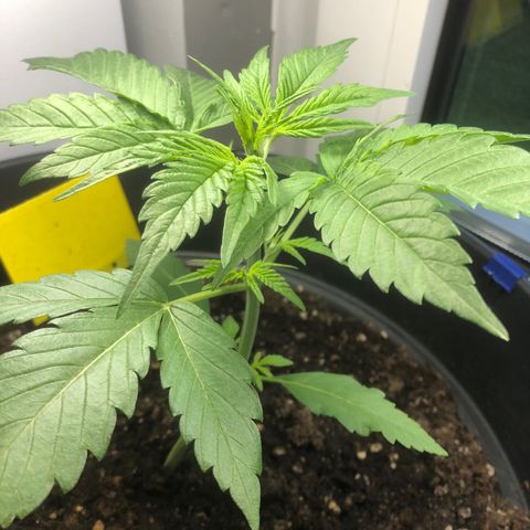 Watermelon Candy Automatic growlog photo: Scheint langsam auf die Blüte zu zu gehen 