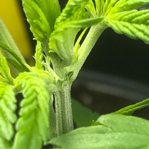 Watermelon Candy Automatic growlog photo: Scheint langsam auf die Blüte zu zu gehen 