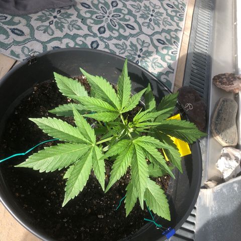 Watermelon Candy Automatic growlog timeline photo