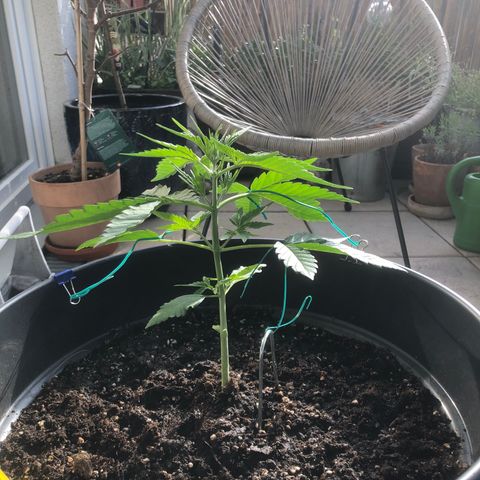Watermelon Candy Automatic growlog timeline photo