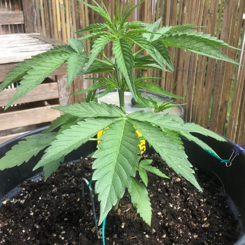 Watermelon Candy Automatic growlog timeline photo