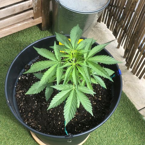 Watermelon Candy Automatic growlog timeline photo