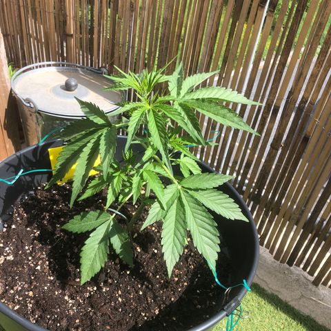 Watermelon Candy Automatic growlog timeline photo