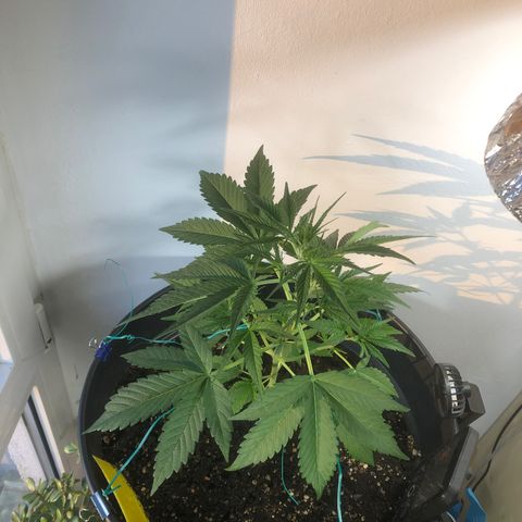 Watermelon Candy Automatic growlog timeline photo