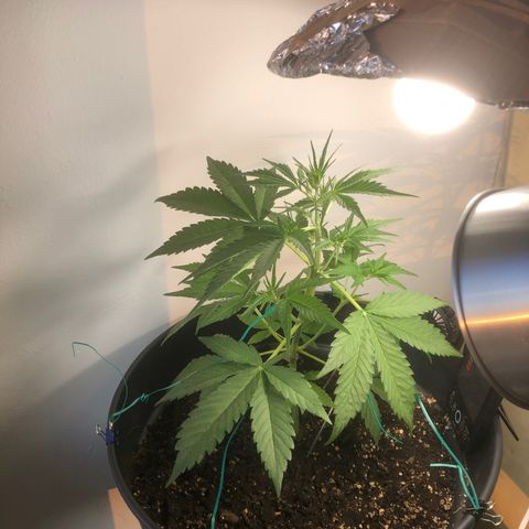 Watermelon Candy Automatic growlog timeline photo
