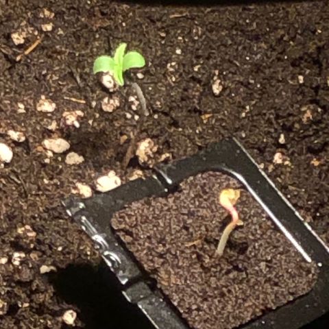 Red Banana XL Auto  growlog photo: Die zweite ist auch gekommen. Jetzt gibts erstmal Licht für die zwei. 