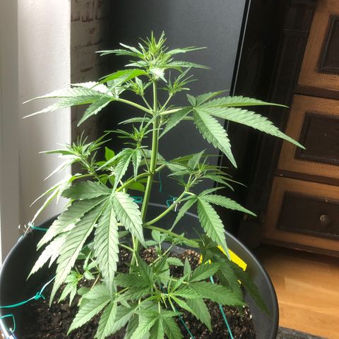Watermelon Candy Automatic growlog timeline photo