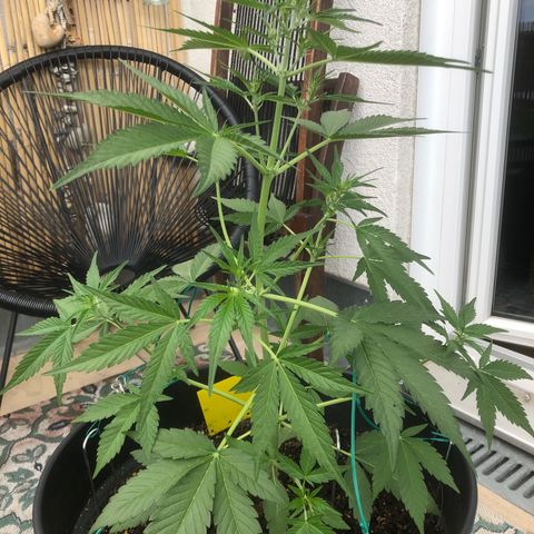 Watermelon Candy Automatic growlog timeline photo
