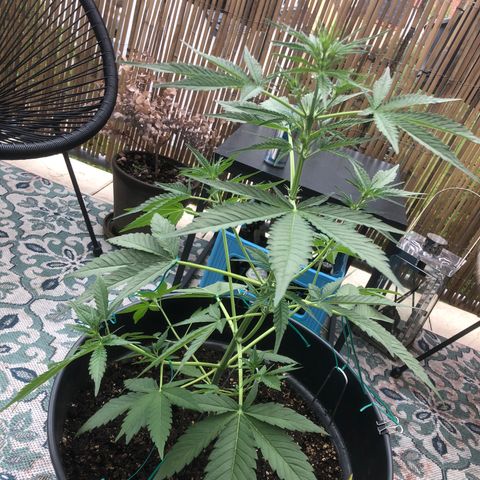 Watermelon Candy Automatic growlog timeline photo