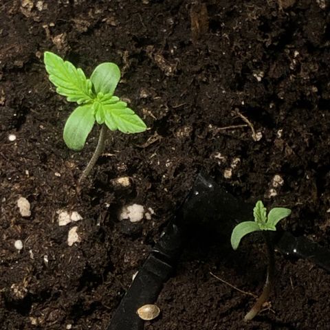 Red Banana XL Auto  growlog timeline photo