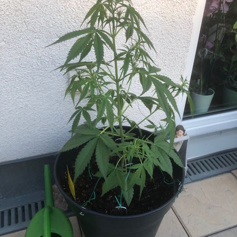 Watermelon Candy Automatic growlog timeline photo