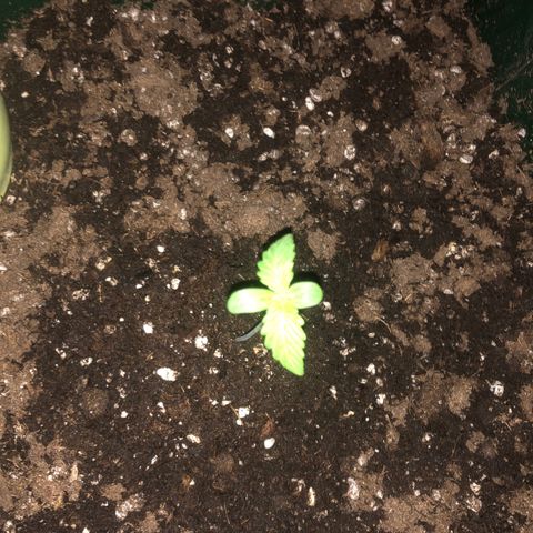 Red Banana XL Auto  growlog timeline photo