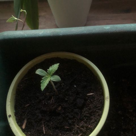 Red Banana XL Auto  growlog timeline photo