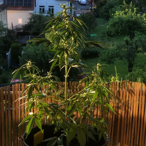 Watermelon Candy Automatic growlog timeline photo