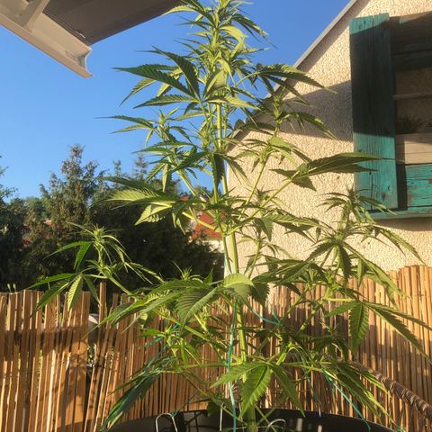 Watermelon Candy Automatic growlog timeline photo