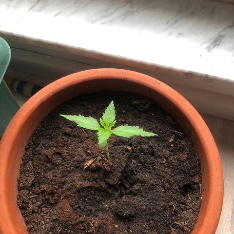 Red Banana XL Auto  growlog timeline photo