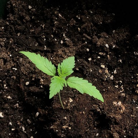 Red Banana XL Auto  growlog timeline photo