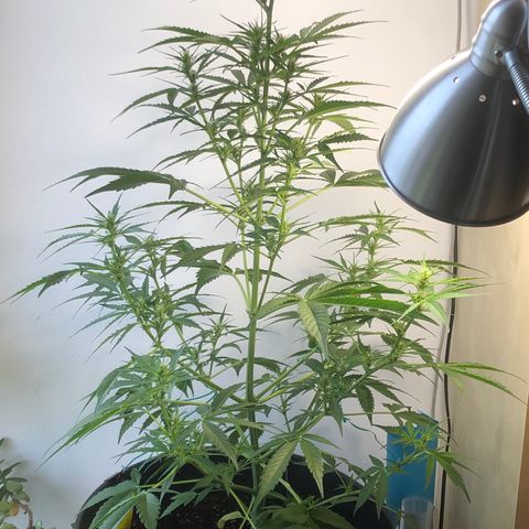 Watermelon Candy Automatic growlog timeline photo