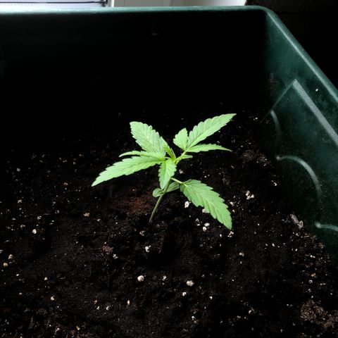 Red Banana XL Auto  growlog timeline photo