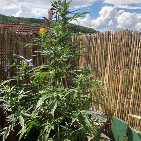 Watermelon Candy Automatic growlog timeline photo