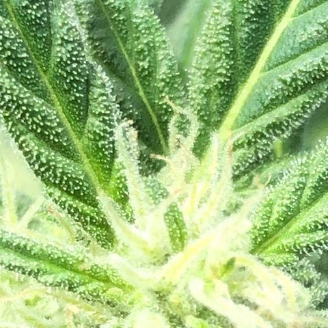 Watermelon Candy Automatic growlog timeline photo