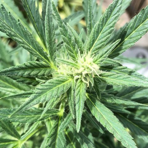Watermelon Candy Automatic growlog timeline photo