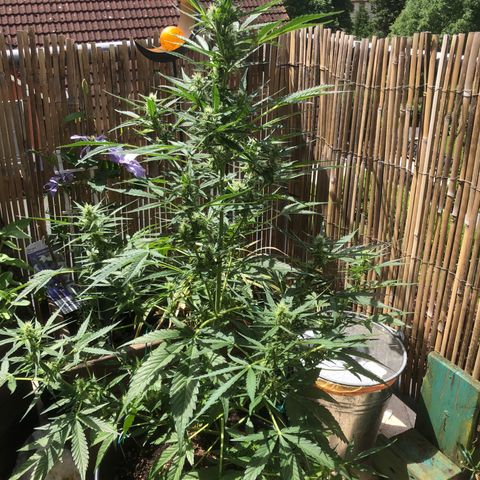 Watermelon Candy Automatic growlog timeline photo