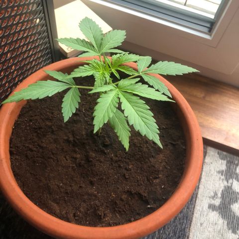 Red Banana XL Auto  growlog timeline photo