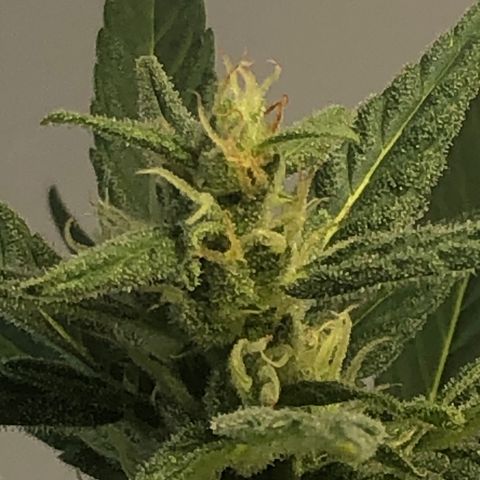 Watermelon Candy Automatic growlog timeline photo