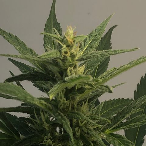 Watermelon Candy Automatic growlog timeline photo