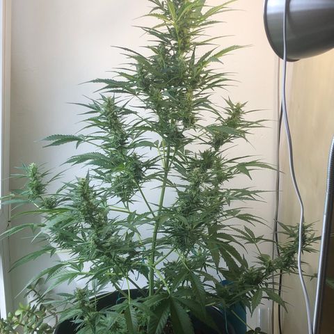 Watermelon Candy Automatic growlog timeline photo
