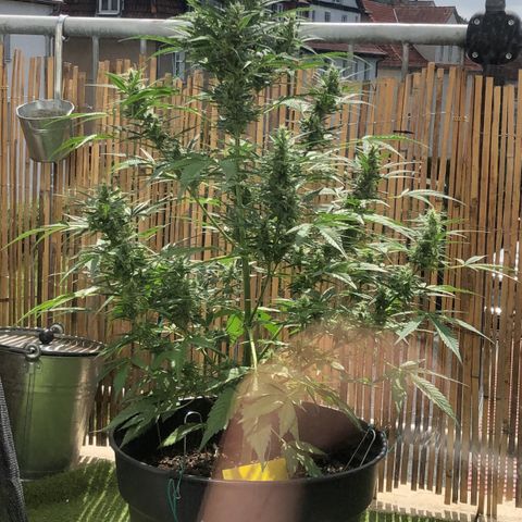 Watermelon Candy Automatic growlog timeline photo
