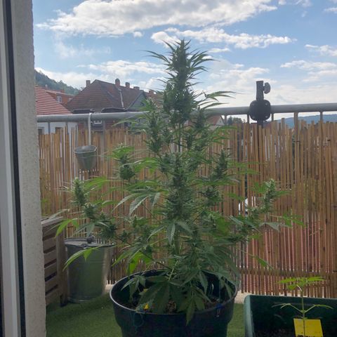 Watermelon Candy Automatic growlog timeline photo