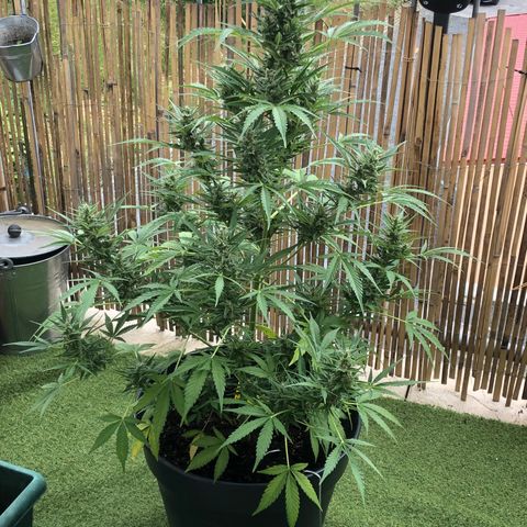 Watermelon Candy Automatic growlog timeline photo