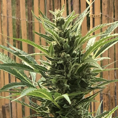 Watermelon Candy Automatic growlog timeline photo