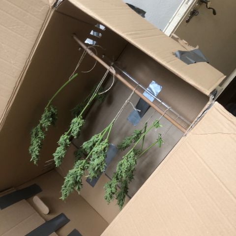 Watermelon Candy Automatic growlog timeline photo