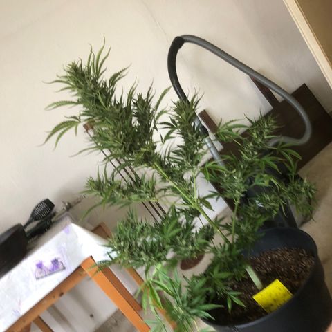 Watermelon Candy Automatic growlog timeline photo