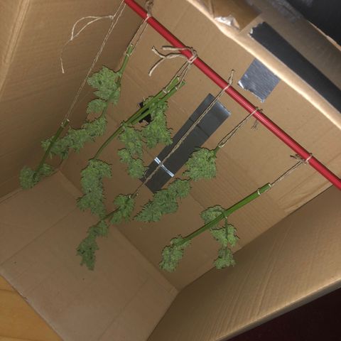 Watermelon Candy Automatic growlog timeline photo