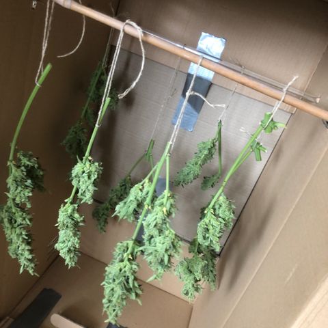 Watermelon Candy Automatic growlog timeline photo