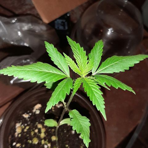 Mary Jane #1 growlog photo: Dirt getting moldy