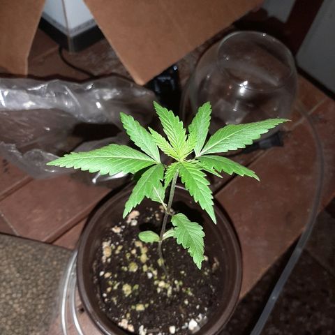 Mary Jane #1 growlog photo: Dirt getting moldy