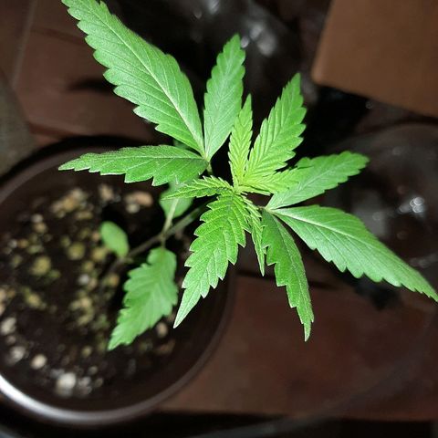 Mary Jane #1 growlog photo: Dirt getting moldy