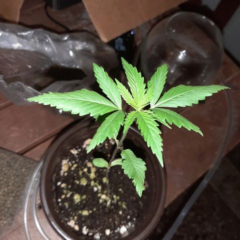 Mary Jane #1 growlog photo: Dirt getting moldy