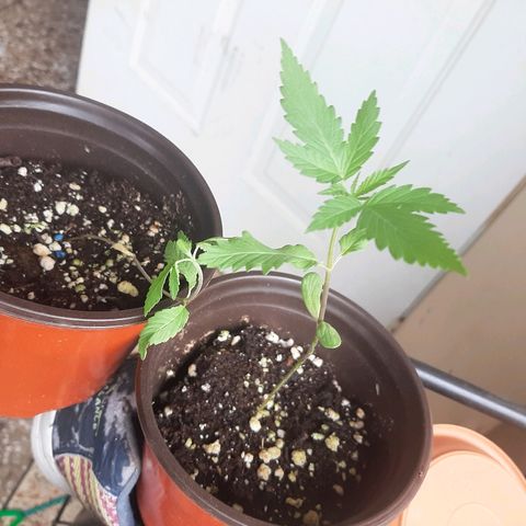 Mary Jane #1 growlog timeline photo