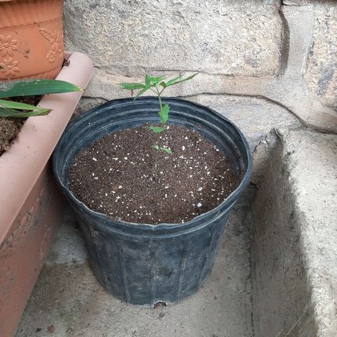 Mary Jane #1 growlog timeline photo
