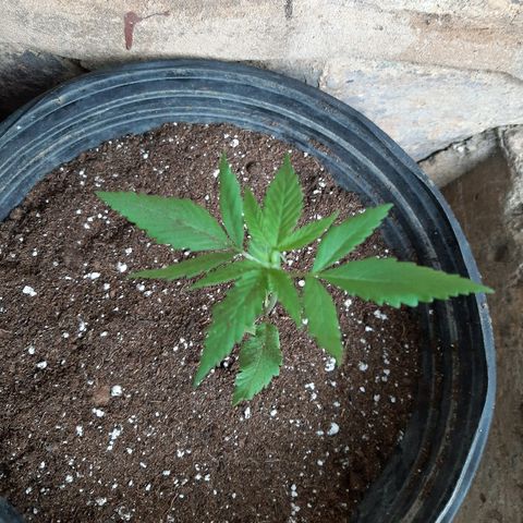 Mary Jane #1 growlog timeline photo