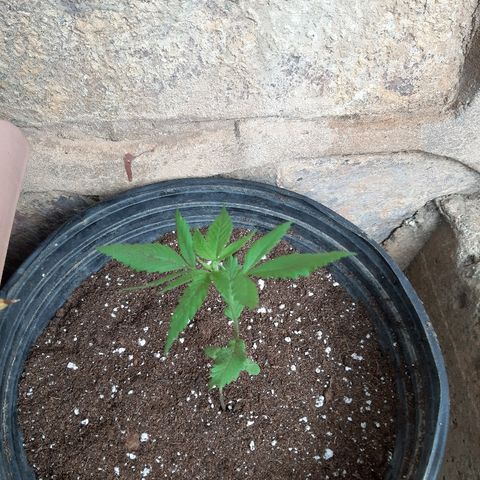 Mary Jane #1 growlog timeline photo
