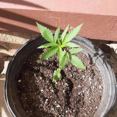 Mary Jane #1 growlog timeline photo